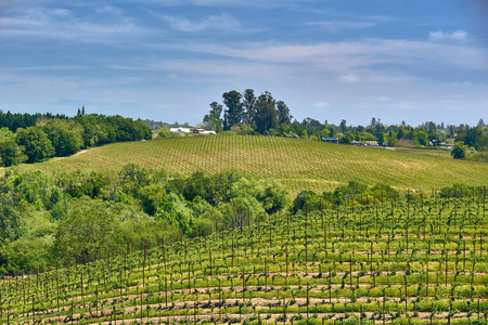 美国加利福尼亚大型葡萄园景观景观