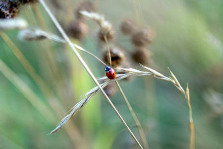 秋田里的瓢虫在耳朵上。 田草背景下的昆虫。