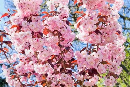 樱花花树，顶着天空开着粉红色的花
