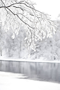 雪覆盖了河岸上的桦树枝。 选择性聚焦和浅场深。