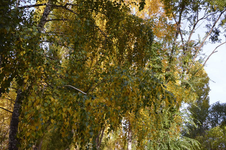秋天。 有黄绿色叶的桦树