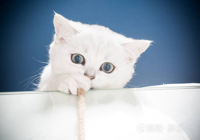 美丽的年轻猫品种苏格兰金丝雀直