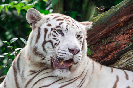 一张白色老虎或孟加拉虎的特写照片，盯着某人看，显示出对某人的兴趣。 白虎也被称为漂白虎。