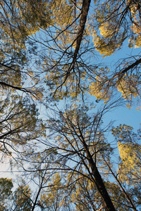用广角透镜从下面的地面捕捉到的Casuarina树的景色