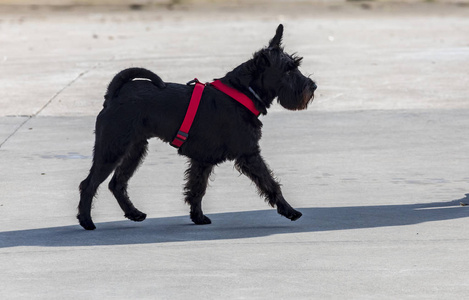 犬种雪纳泽迷你。 前景。 散步。 黑色红色和跳蚤项圈。