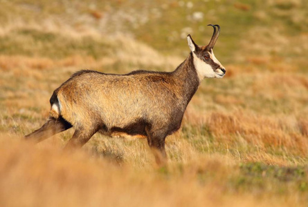 秋天美丽的Chamois Rupicapra