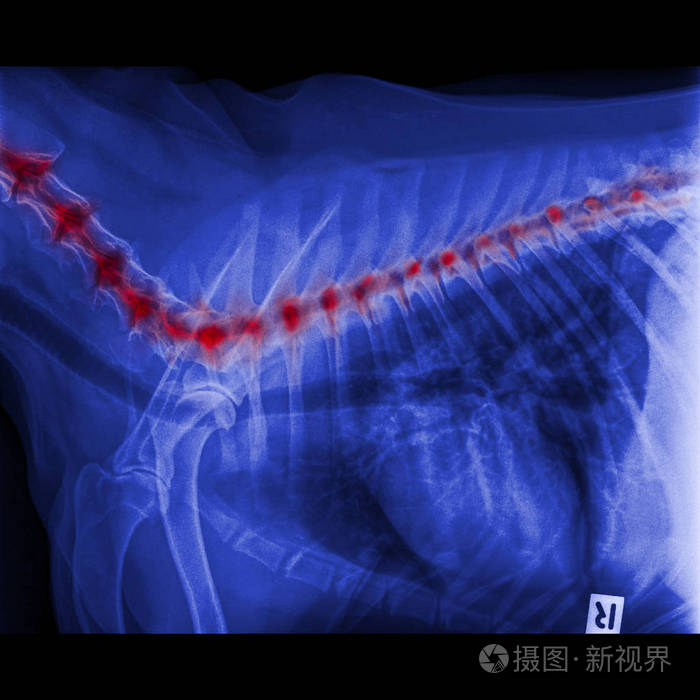犬侧视x线闭合于胸廓标准和胸部,颈骨至背骨疼痛区
