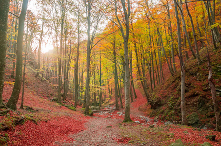 罗马尼亚卡帕西亚山区的秋天。 五彩缤纷的秋假。 森林中生动的秋天色彩。 大自然的风景，阳光透过树枝。