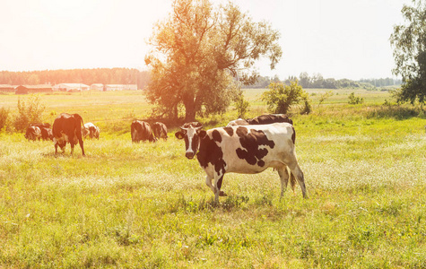 奶牛在田野上放牧, 在农场的背景下, 阳光明媚的一天, 动物, 农场