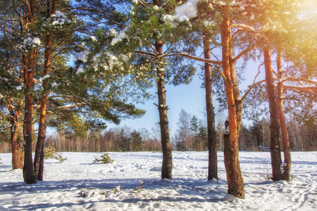 冬天。森林里阳光明媚的冬日。圣诞节的时候。十二月多雪的自然。松树被雪覆盖。冬季寒冷森林中的阳光