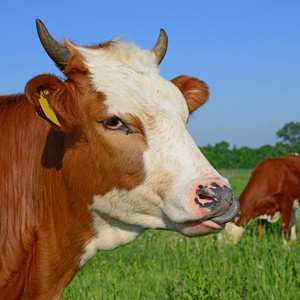 奶牛放在夏季牧场上