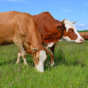 奶牛放在夏季牧场上