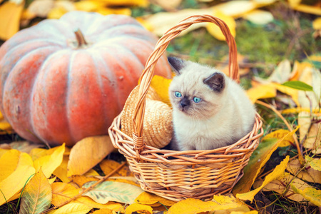 秋天，小猫坐在花园里大南瓜旁边的篮子里，放在落叶上