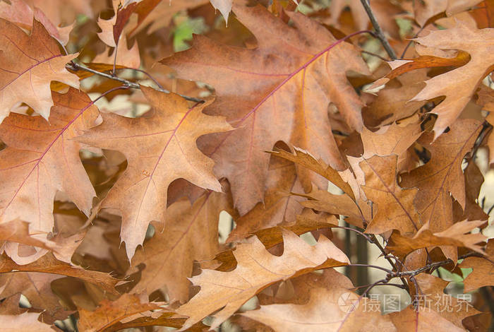 加拿大橡木的棕色秋叶