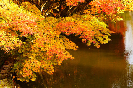 北海道的秋叶