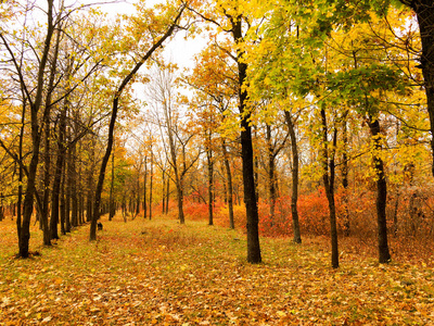 五彩缤纷的秋林。 秋天树叶落在地上。 秋天的森林风景，温暖的颜色和小径覆盖着树叶，进入场景。 一条通往树林的小径展示了惊人的秋天