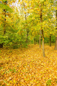 五彩缤纷的秋林。 秋天树叶落在地上。 秋天的森林风景，温暖的颜色和小径覆盖着树叶，进入场景。 一条通往树林的小径展示了惊人的秋天
