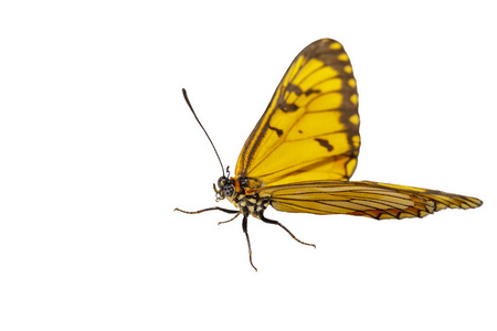 黄色花栗蝶Acraeaissoria的孤立隐藏视图，具有剪裁路径生长