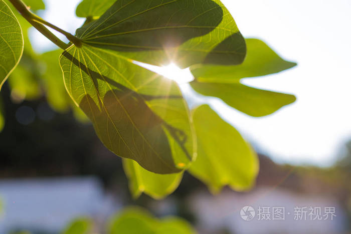 春天嫩绿的小树枝在阳光下拍摄的照片背景与近景的浅景