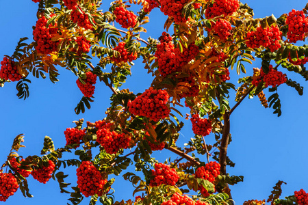 秋天的红色成熟的罗旺丛和绿色的罗旺叶。 秋天五颜六色的红色罗万枝。 一堆橙色的杨梅。 美丽的花园。 秋季丰收