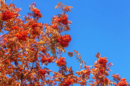 秋天的红色成熟的罗旺丛和绿色的罗旺叶。 秋天五颜六色的红色罗万枝。 一堆橙色的杨梅。 美丽的花园。 秋季丰收