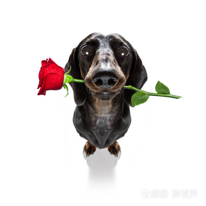 dachshund香肠狗爱上了快乐的情人节,嘴里含着玫瑰花