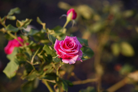 白天的粉红色玫瑰花丛特写图片