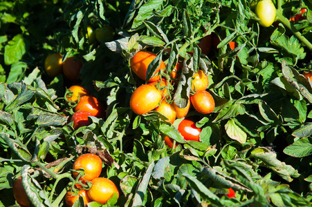 西红柿在地里熟了。 天然田蕃茄