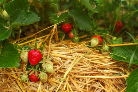 成熟和未成熟的草莓在叶子和稻草下面。