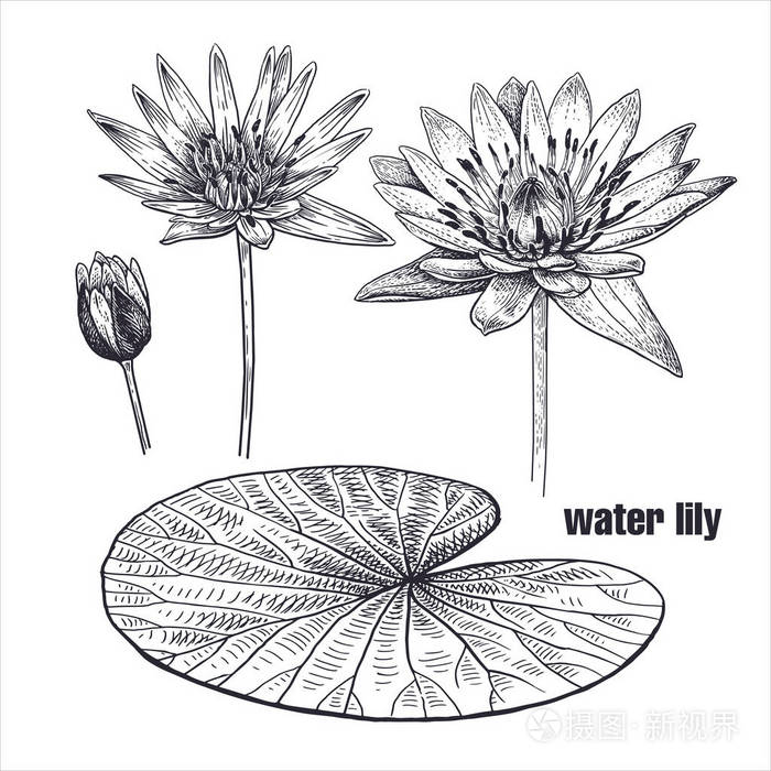 睡莲花写实绘画. 白色背景上的素描. 矢量图. 艺术品古董. 异国植物.