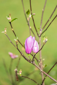 春天绿背景的粉红玉兰花