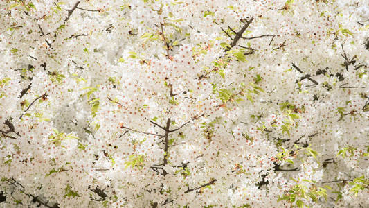 樱花树，白色的花朵，美丽的背景