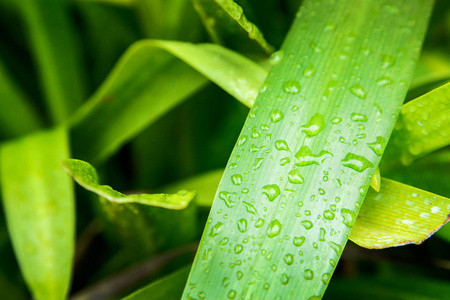 雨后的雨滴在绿叶上，使它与自然清新