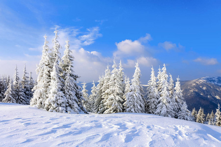 在一个寒冷美丽的日子里，高山和山峰之间是神奇的树木，覆盖着白色蓬松的雪，对抗着神奇的冬季景观。奇妙的冬天风景。