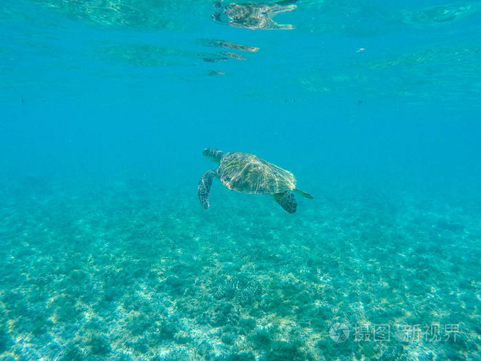 海龟在浅水里 珊瑚礁动物水下照片 海洋乌龟海底.