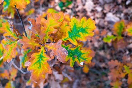 五颜六色美丽的秋叶在地上