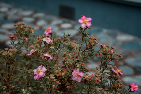 花园里的花