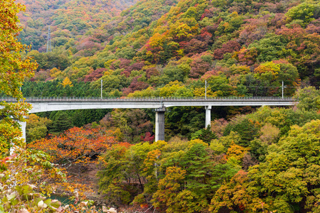 桥虽然秋天的森林景观