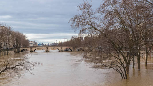 巴黎塞纳河畔洪水下的树木