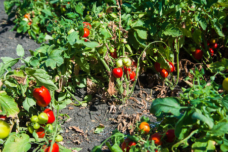西红柿在地里熟了。 天然田蕃茄
