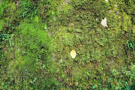 绿色苔藓和叶质地自然背景