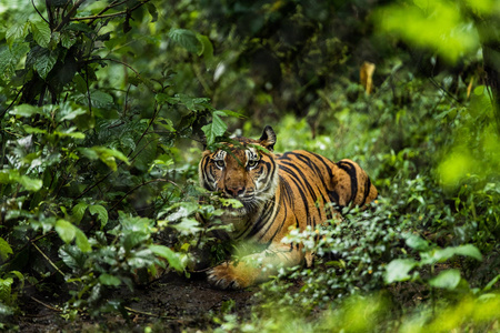 热带森林中的亚洲老虎