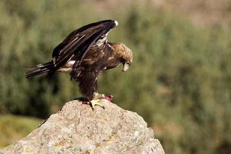 西班牙御鹰。阿奎拉阿达伯蒂