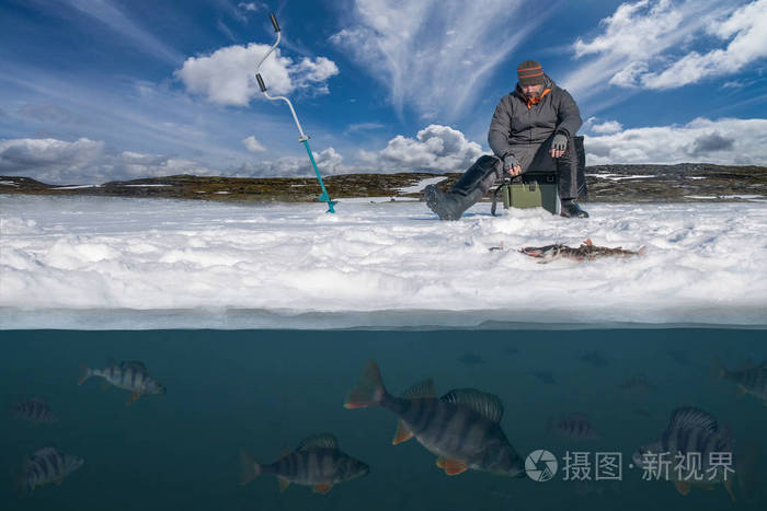 冬季捕鱼背景.渔民在行动.在鱼群上方的湖面上捕捉来自雪冰的鲈鱼.