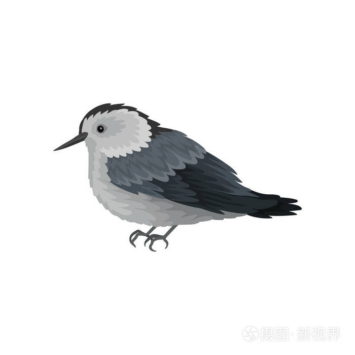 长嘴的冬鸣鸟.小羽毛生物.鸟类学