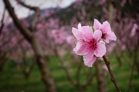 盛开的樱花园嫩粉红色的花图片