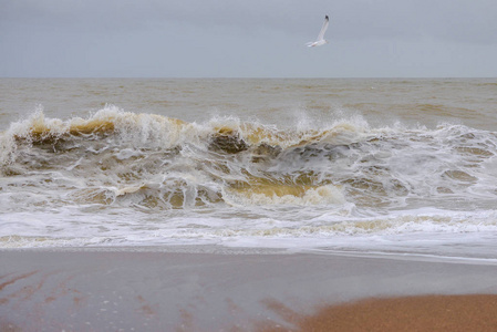 波涛汹涌的巨浪，猛烈的海水飞溅，飞翔的海鸥