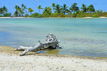 在波利尼西亚天堂岛白色沙滩上漂浮的木头