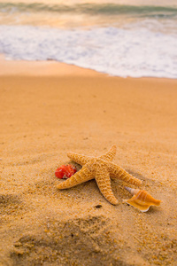 日落暑假背景下热带海滩海滨的贝壳和海星