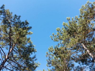 一棵松树和万里无云的蓝天复制空间。 创意背景。 在阳光明媚的春天，关闭松树枝条的照片。 蓝色的天空，柔和的聚焦，模糊的绿色树枝，图片